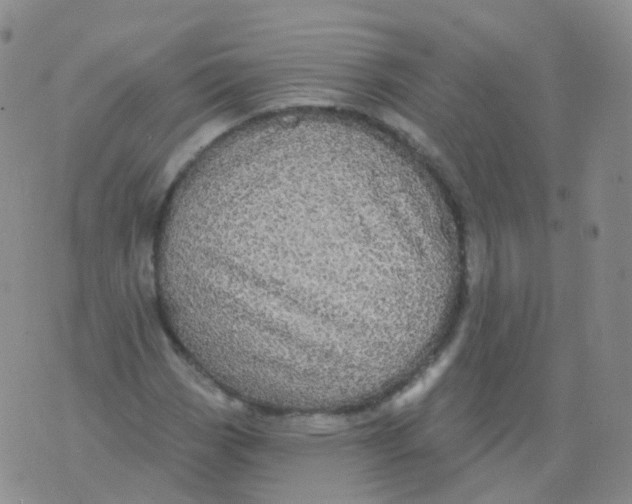 X0000076061113200610152155