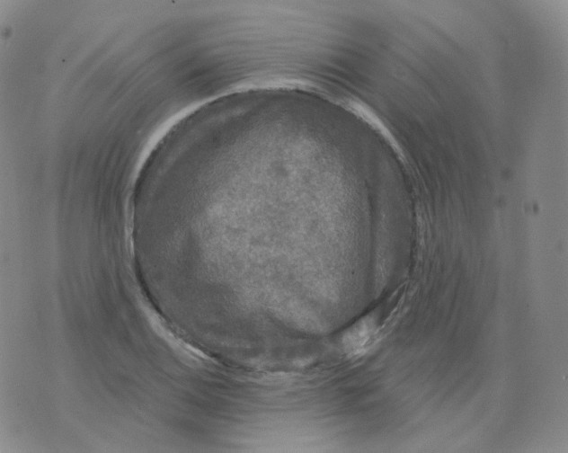 X0000076061124200610152155