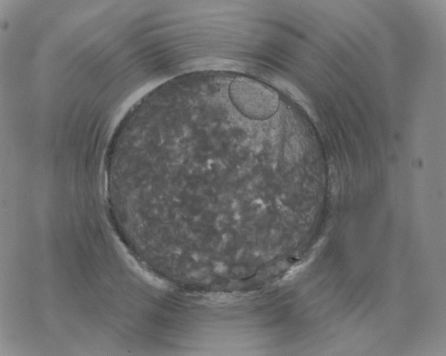 X0000076061125200610152155