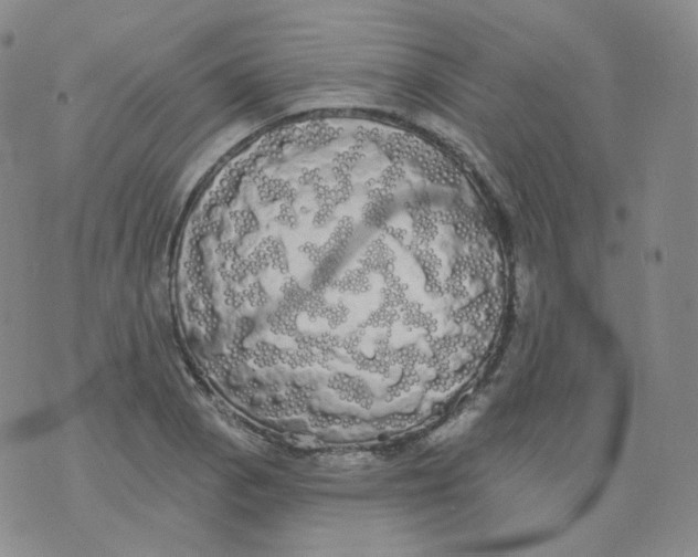 X0000076061129200610152156