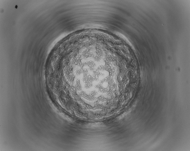 X0000076061133200610152156