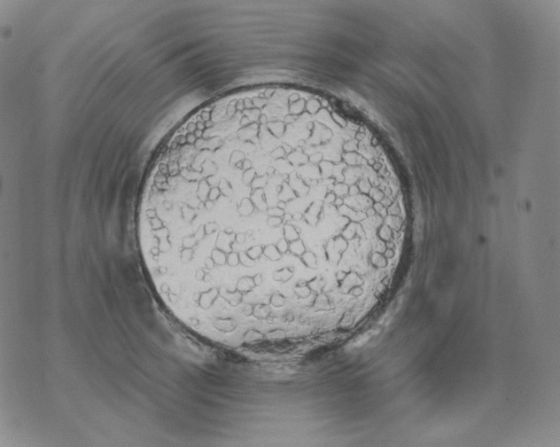 X0000076061137200610152156