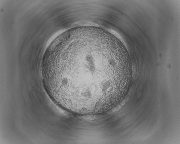 X0000076061141200610152156