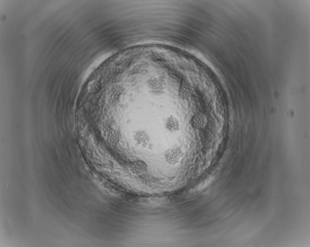 X0000076061145200610152156