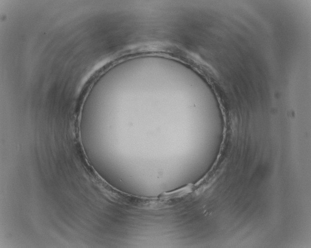 X0000076061166200610152155