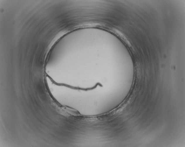 X0000076061186200610152155