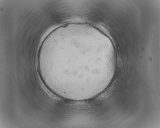 X0000076061195200610152154