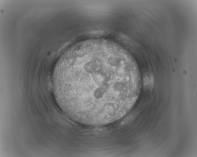 X0000076061204200610152154