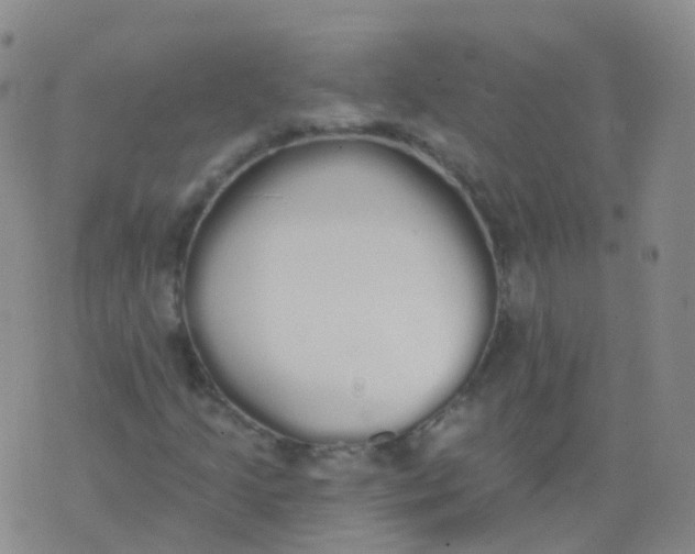 X0000076061205200610152154