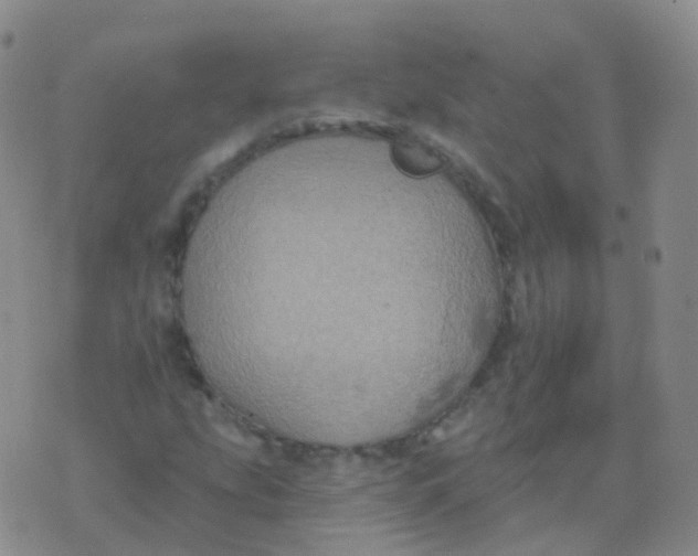 X0000076061207200610152154