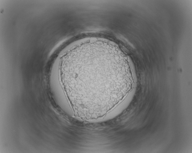 X0000076061208200610152154