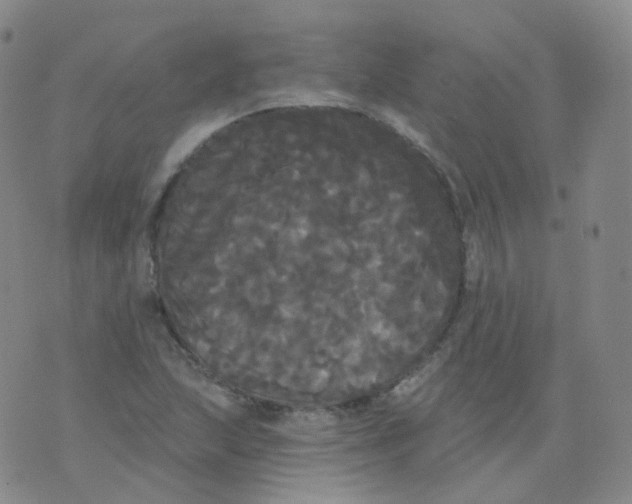 X0000076061215200610152154