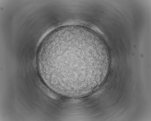 X0000076061216200610152154