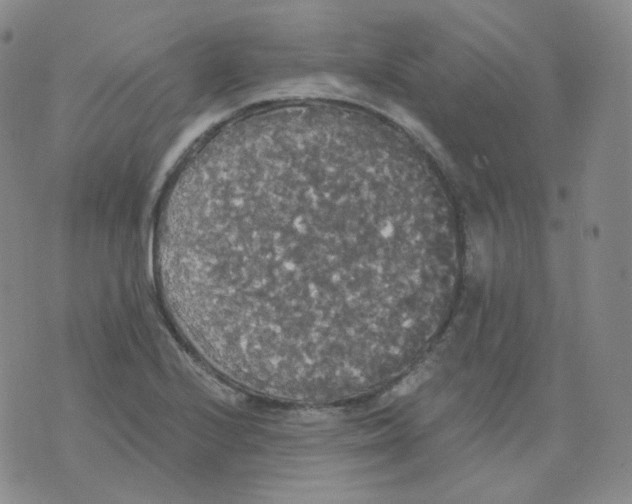 X0000076061224200610152154