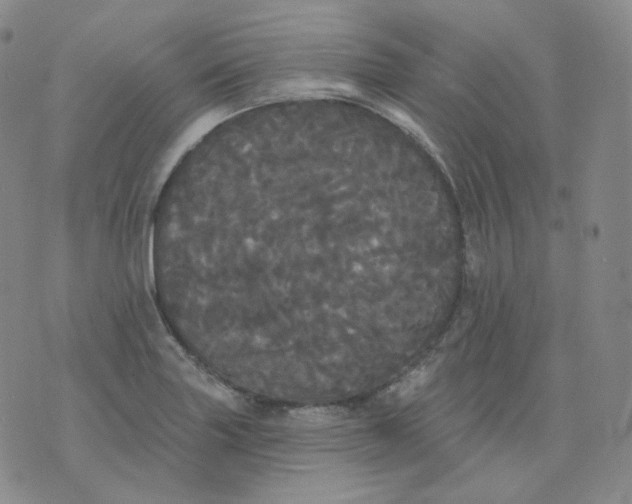 X0000076061227200610152154