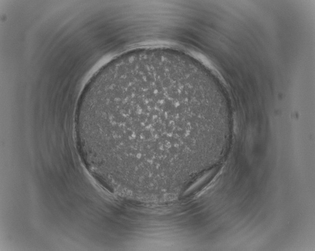 X0000076061229200610152154