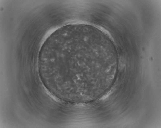 X0000076061231200610152154