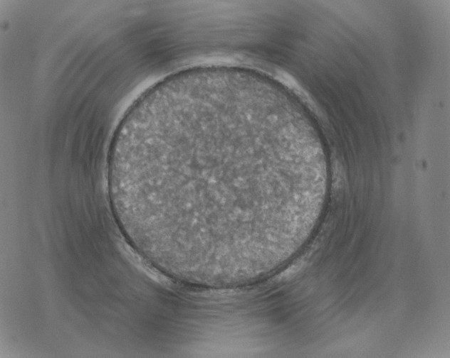 X0000076061232200610152154