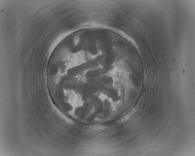 X0000076061239200610152154