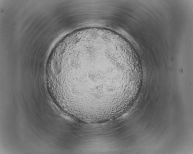 X0000076061240200610152154