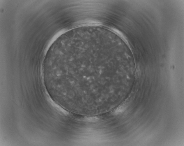 X0000076061243200610152154