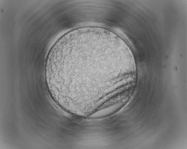 X0000076061244200610152154