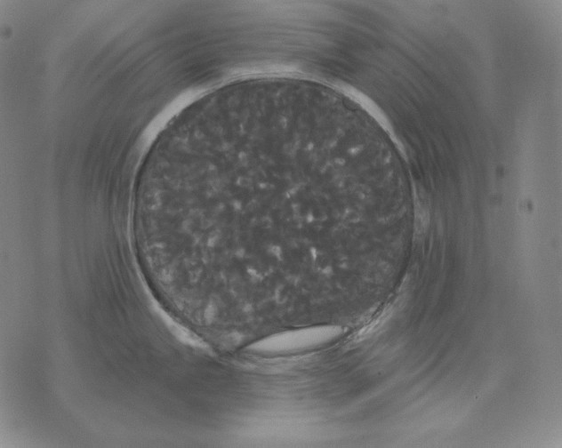 X0000076061245200610152154