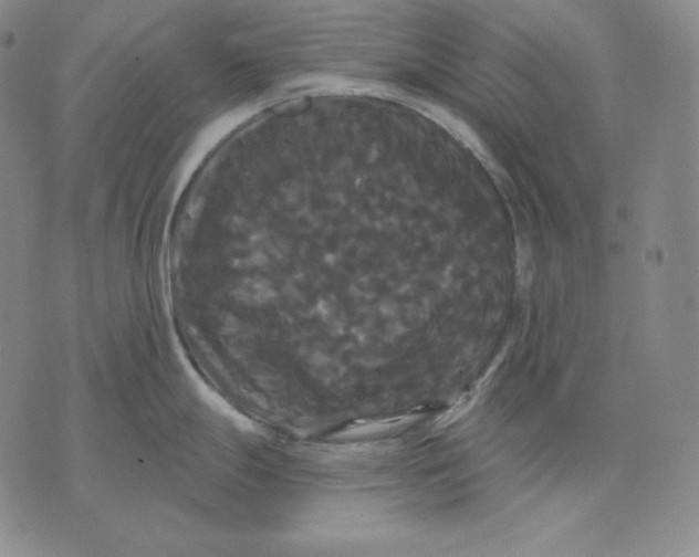 X0000076061247200610152154