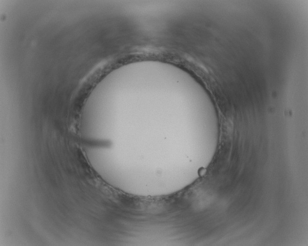 X0000076061254200610152154