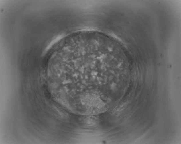 X0000076061255200610152153