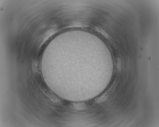 X0000076061258200610152153