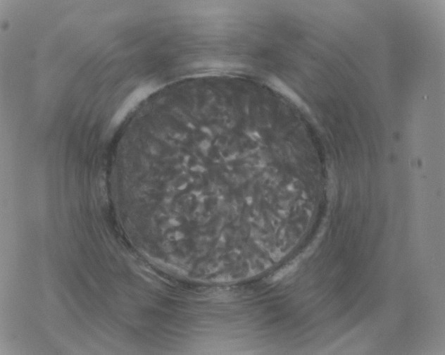 X0000076061259200610152153