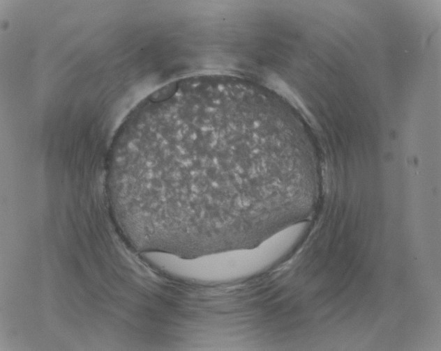 X0000076061260200610152153