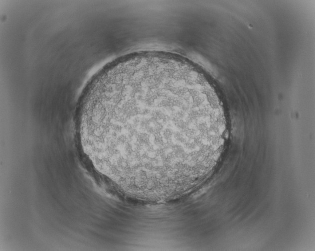 X0000076061264200610152153