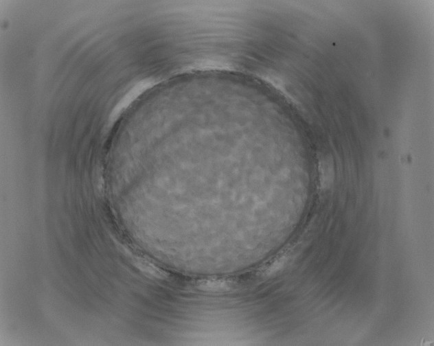 X0000076061266200610152153