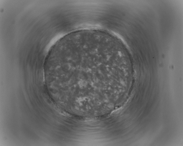 X0000076061267200610152153