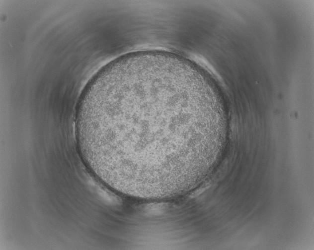 X0000076061268200610152153