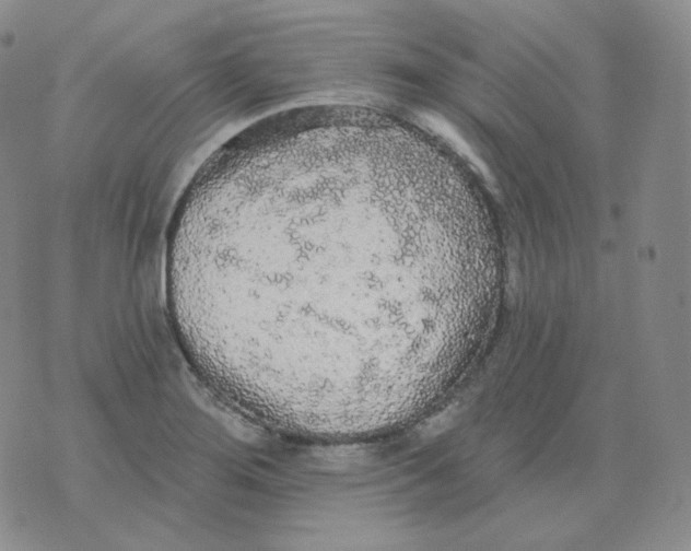 X0000076061276200610152153