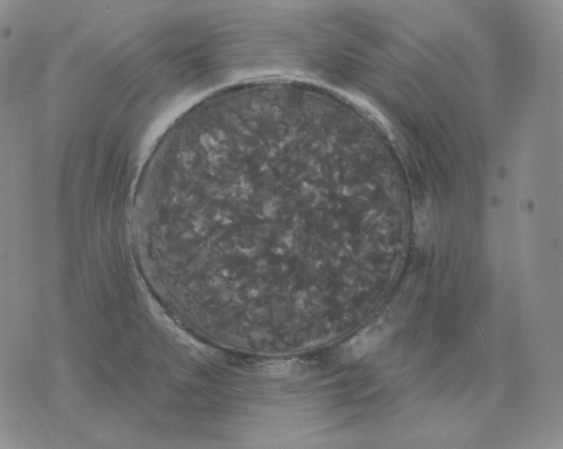 X0000076061279200610152153