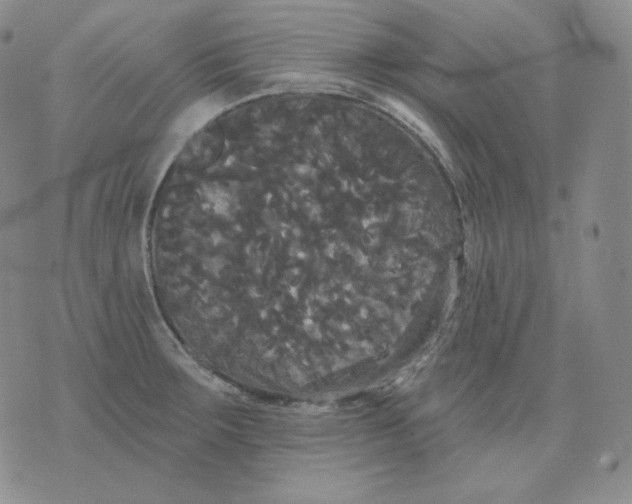 X0000076061283200610152153