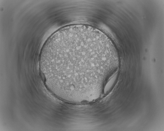 X0000076061284200610152153