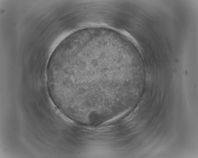 X0000076061287200610152153