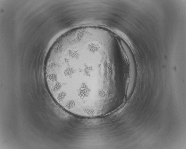 X0000076061288200610152153