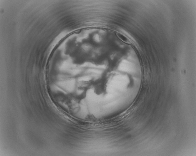 X0000076061291200610152153