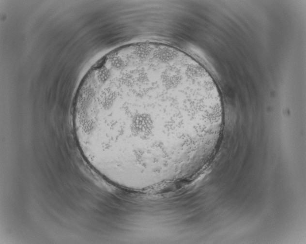 X0000076061292200610152153