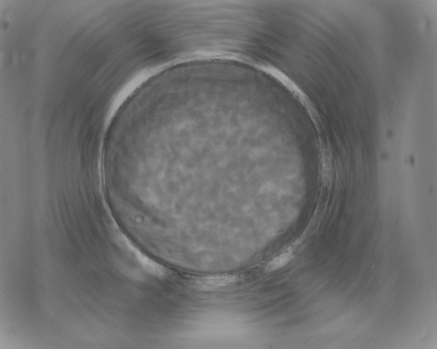 X0000076061294200610152153