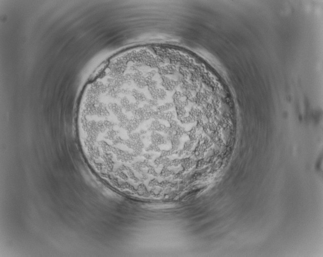 X0000076061296200610152153