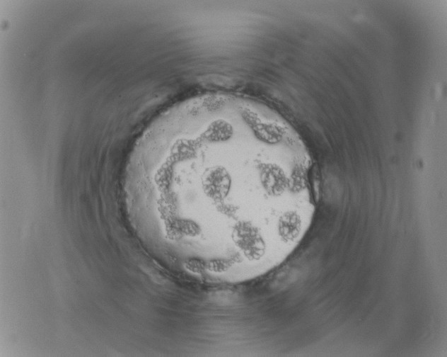 X0000076061297200610152152