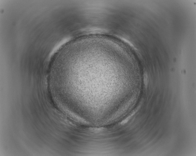 X0000076061309200610152152