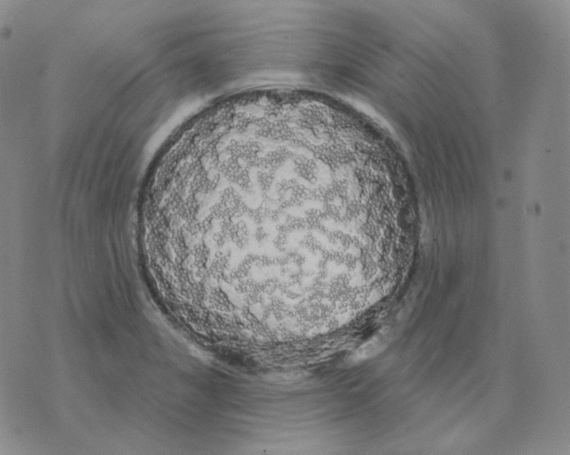 X0000076061325200610152153